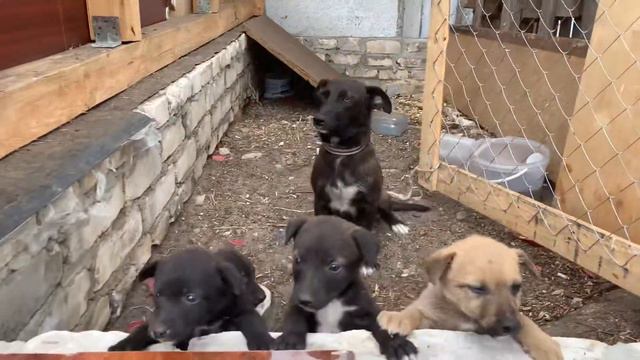 раздаются обалденные ЩЕНКИ смотреть онлайн