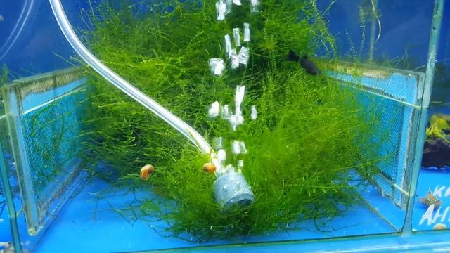 Пьезокомпрессор Barbus и компрессор на батарейках. смотреть онлайн