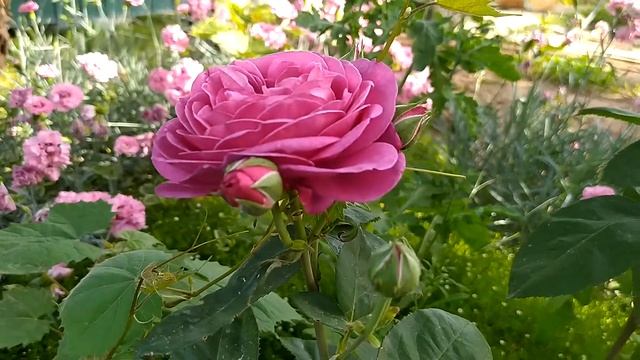 Роза Перпл еден или Ebb Tide/ Группа флорибунды смотреть онлайн