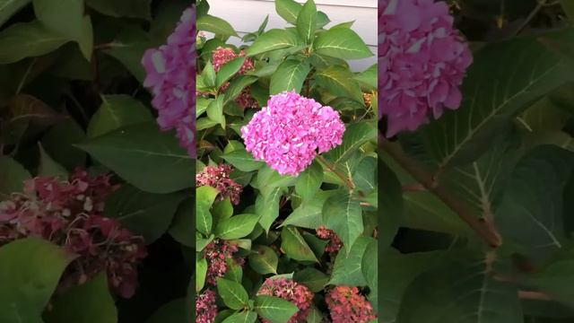 🌸Gorgeous Endless Summer hydrangea flower bushes in front of a resturant🌸 смотреть онлайн