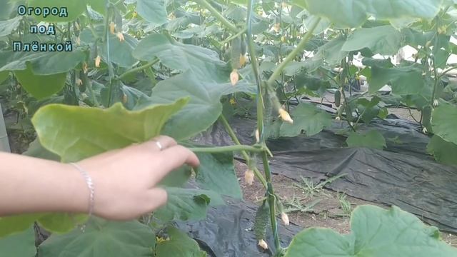 Хотите научиться выращивать огурцы?Наш опыт выращивания огурцов. смотреть онлайн