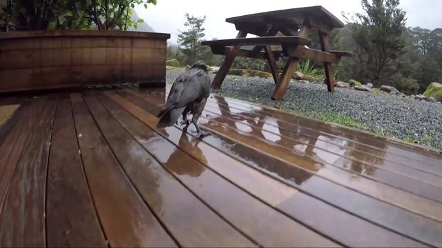 Kea Antics смотреть онлайн