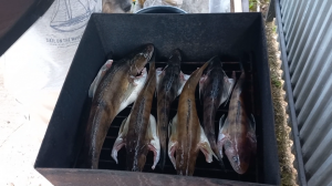 Горячее копчение судака, берша или другой рыбы