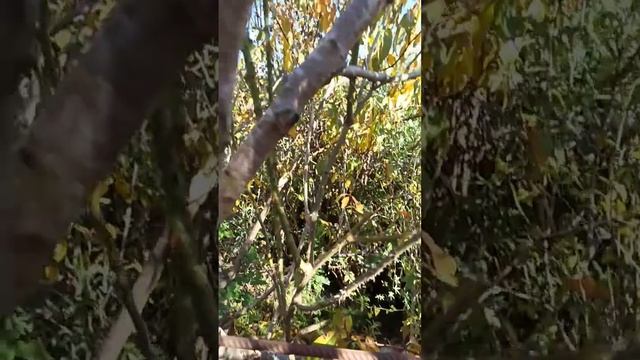 Персиковая роза. смотреть онлайн