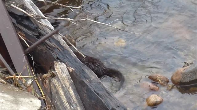 ОТКРЫВАЮ ТАЙНУ "ОПЕРАТОРА" / Operator secret смотреть онлайн