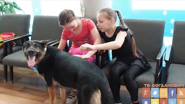 Выдающаяся немецкая овчарка Ария из Богдановича смотреть онлайн
