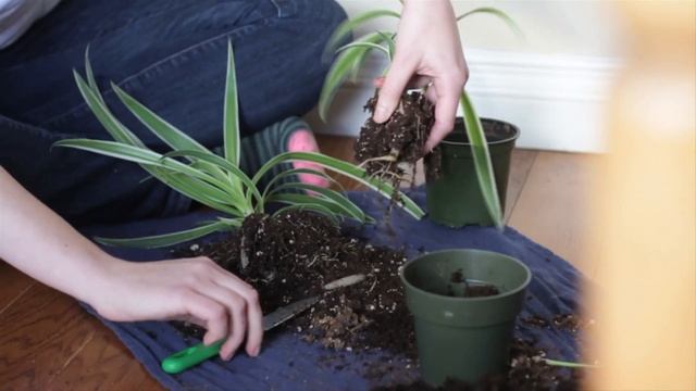 How to Propagate Spider Plant (Chlorophytum Comosum) смотреть онлайн