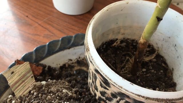 Укоренение герани (Пеларгонии) в воде. Пересадка черенка в землю. смотреть онлайн