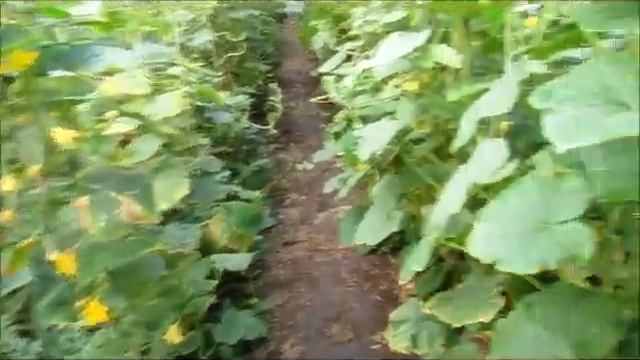 Огурец Бьерн в продолжение... смотреть онлайн