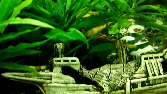 Кормление рыбок мотылем (мелкий и крупный) в аквариуме. Заморозкой смотреть онлайн