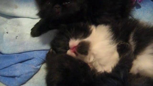 Cutest Persian Kittens For Sale in Toronto смотреть онлайн