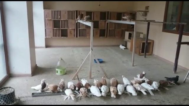 Бойные голуби, разных мастей. Плюс шикарная игра, не пропусти. смотреть онлайн