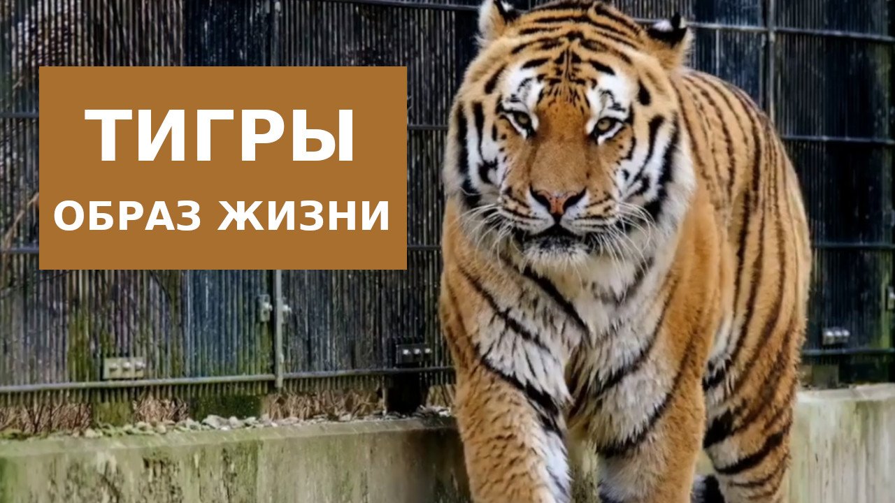 Тигры Lifestyle