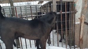 алабай среднеазиатскаяовчарка из питомника АЗ Марал  наши питомцы Перс и Иванка