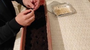 подготовка семян кукурузы рассадным способом от А до Я.