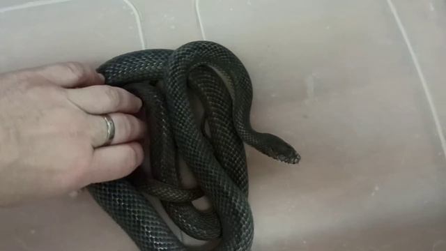 Как шипит полоз Оливия? Может ли она укусить? смотреть онлайн