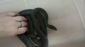 Как шипит полоз Оливия? Может ли она укусить?