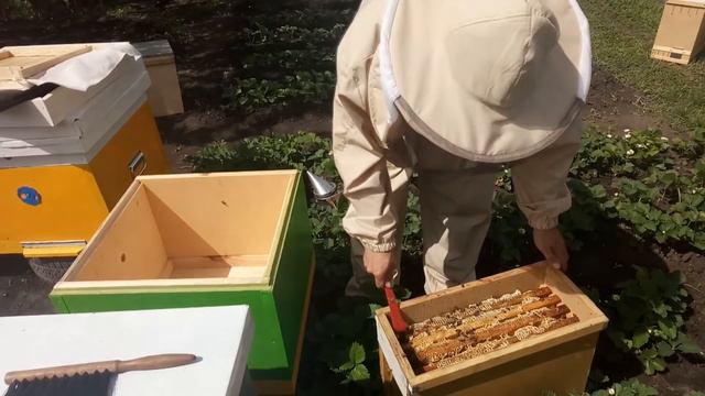 Пересадка пчелопакетов Карника 12.05.18 смотреть онлайн