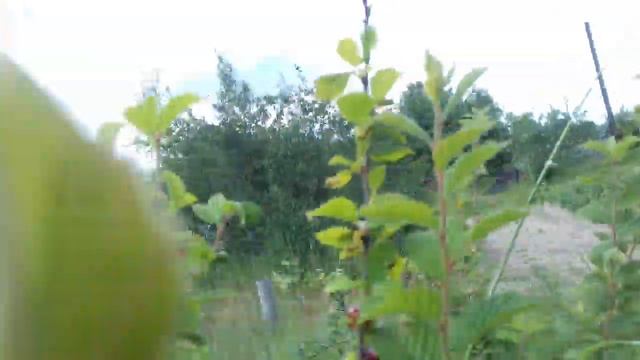 172. Войлочная вишня дала урожай смотреть онлайн