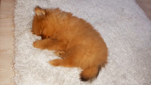 САМЫЙ Сладкий СОН! Удивительные кадры. Не могу оторваться от умиления!!! Шпиц Баффик.* Spitz Buffik смотреть онлайн