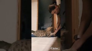 видео из тик тока