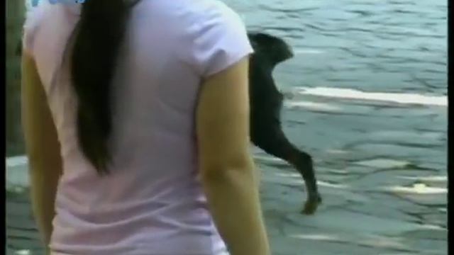 Всё о Ротвейлерах смотреть онлайн