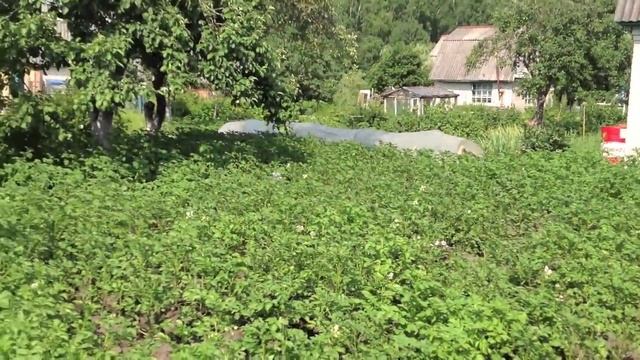 Красота на дачах смотреть онлайн