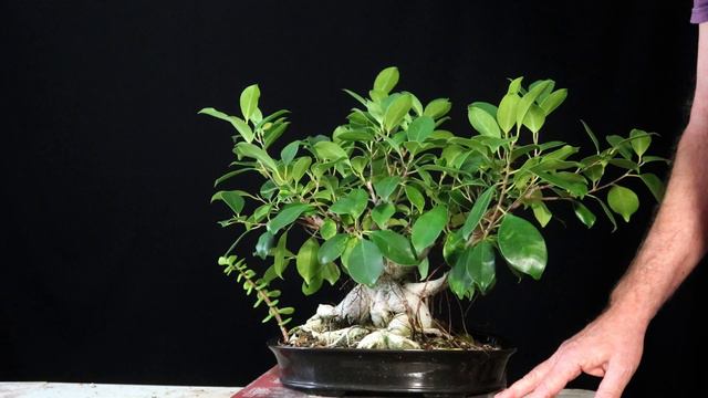 Ginseng Ficus Bonsai A Common Name For Ficus Microcarpa Both Of My Ficus Ginseng-like Trees.
