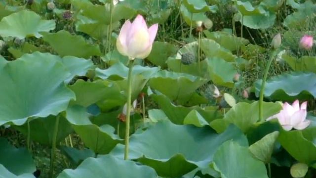 蓮の花（つぼみ）.MPG