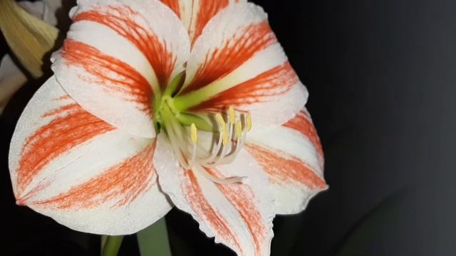 AMARYLLIS SUPER STAR #Hippeastrum #Amaryllis #гиппеаструм #bulbos смотреть онлайн