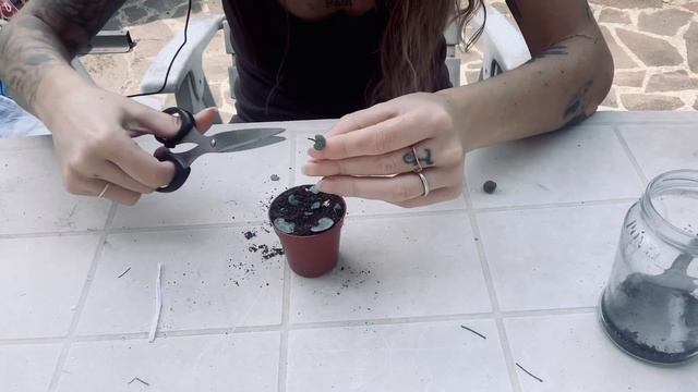 Propagazione della CEROPEGIA WOODII!!! смотреть онлайн