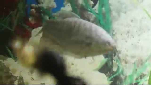 РЫБКА ГУРАМИ смотреть онлайн