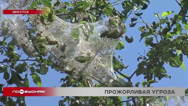 По Иркутску вновь распространяется горностаевая моль смотреть онлайн