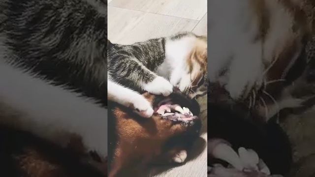 video_23@07-02-2021_11-44-30.mp4 смотреть онлайн