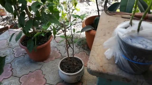 Распаковка гортензии смотреть онлайн