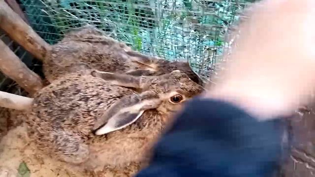 Любовное гнездышко у русаков. Белка охмуряет Честера смотреть онлайн