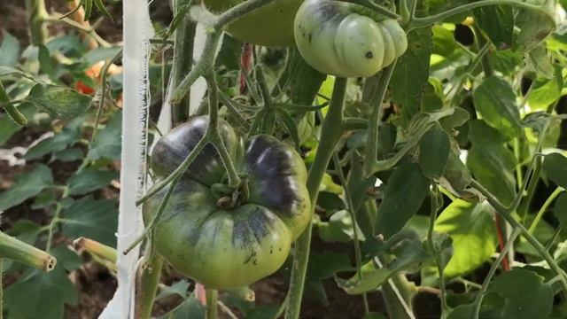 Обзор томатов Боковой, Левой Грядки 14 августа 2022 г. Латвия. смотреть онлайн