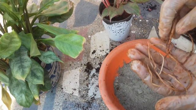 198-Lipstick Aglaonema - How To Care, Re-pot And propagate смотреть онлайн