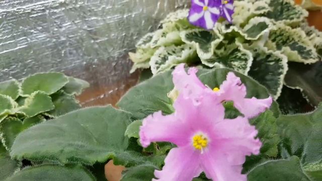 Летнее цветение фиалок! Что делает жара с нашими цветочкам! смотреть онлайн
