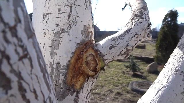 Уход за садом ранней весной. смотреть онлайн