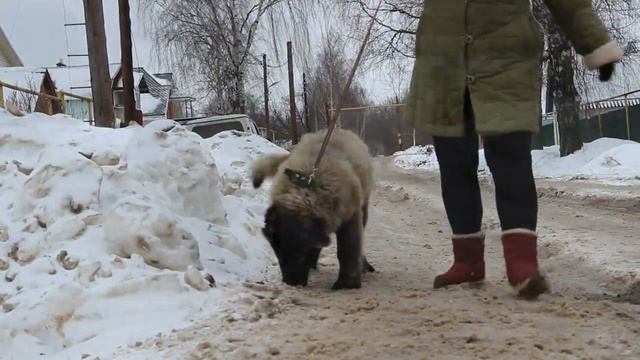 GORDYI KNYAZHICH TSUNAMI смотреть онлайн