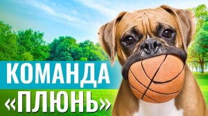 СЪЕДОБНАЯ УГРОЗА или КАК НАУЧИТЬ СОБАКУ выполнять команду «ПЛЮНЬ»?