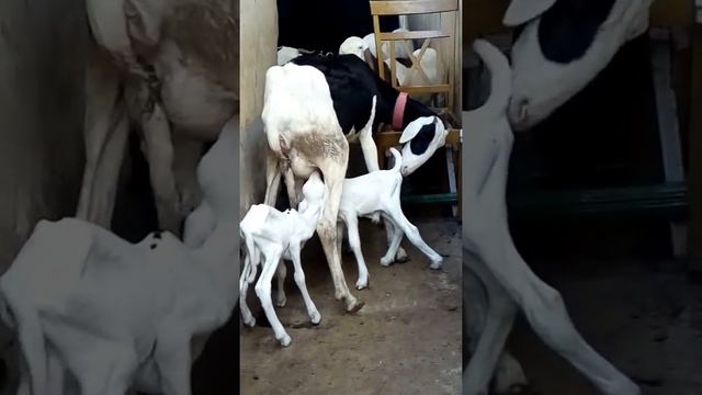 La brebis allaite les agneaux "frère" de lait : ça fait des jumeaux смотреть онлайн