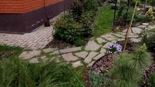 Обзор всех моих хвойных растений ч.2. Хвойное безумие. Приросты. Прогулка по саду. хвойная коллекци смотреть онлайн