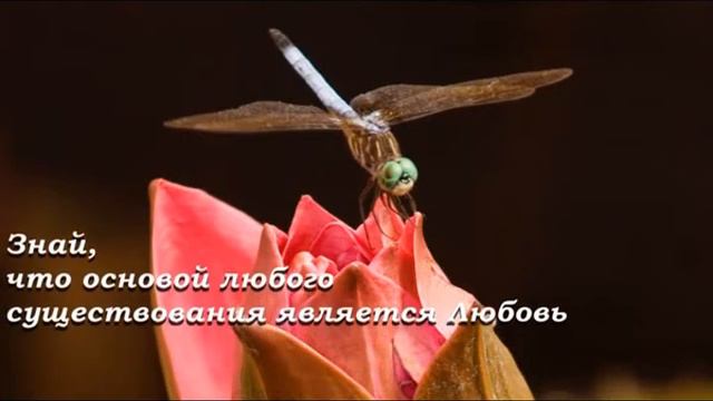 Мудрость в Самопознании смотреть онлайн