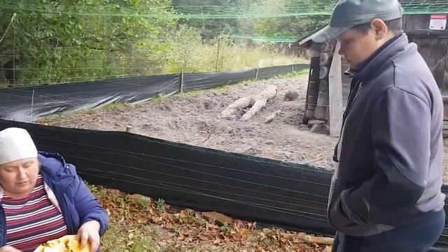 ИСТОРИИ ПРО ХУТОР В ЛЕСУ ,ТЕХНИКУ И ПАСЕКУ. МАМА С ПРОВЕРКОЙ НА ХУТОРЕ. смотреть онлайн