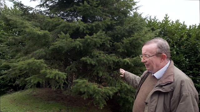 Uplifting Pseudotsuga menziesii - Burncoose Nurseries смотреть онлайн
