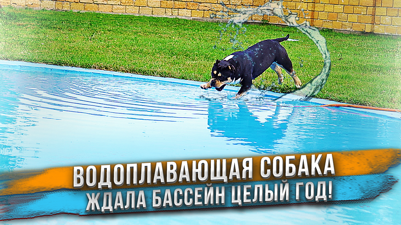 Собаку ждал сюрприз - полный ,бассейн воды! смотреть онлайн