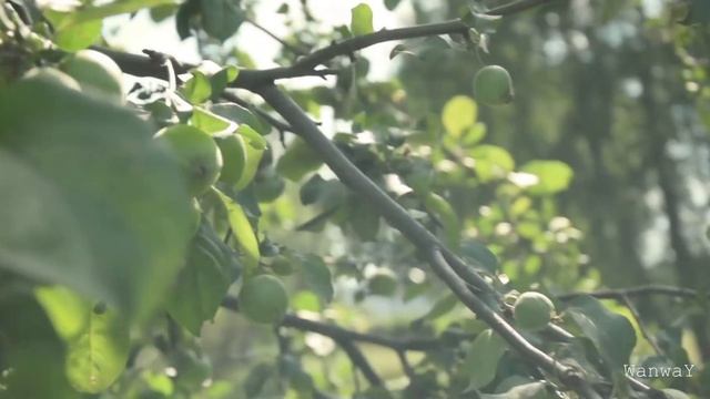 WANWAY - The Incomprehension (Official Video)