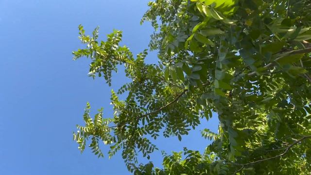 Cinema vlog. Beat film festifal, Taco project, Музеон, Поле. Фестиваль Французское лето в Пионере смотреть онлайн